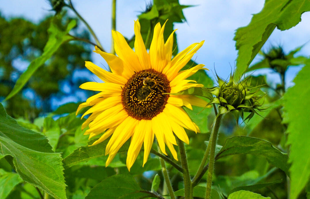 Invigning av Safirparken